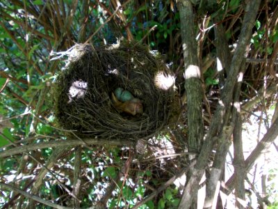 Turdus merula 08