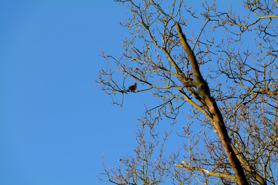 Turdus philomelos Spandauer Forst 2020-04-14 01