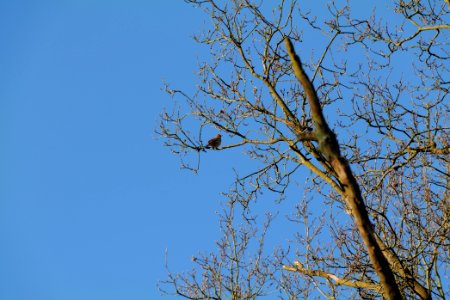 Turdus philomelos Spandauer Forst 2020-04-14 01