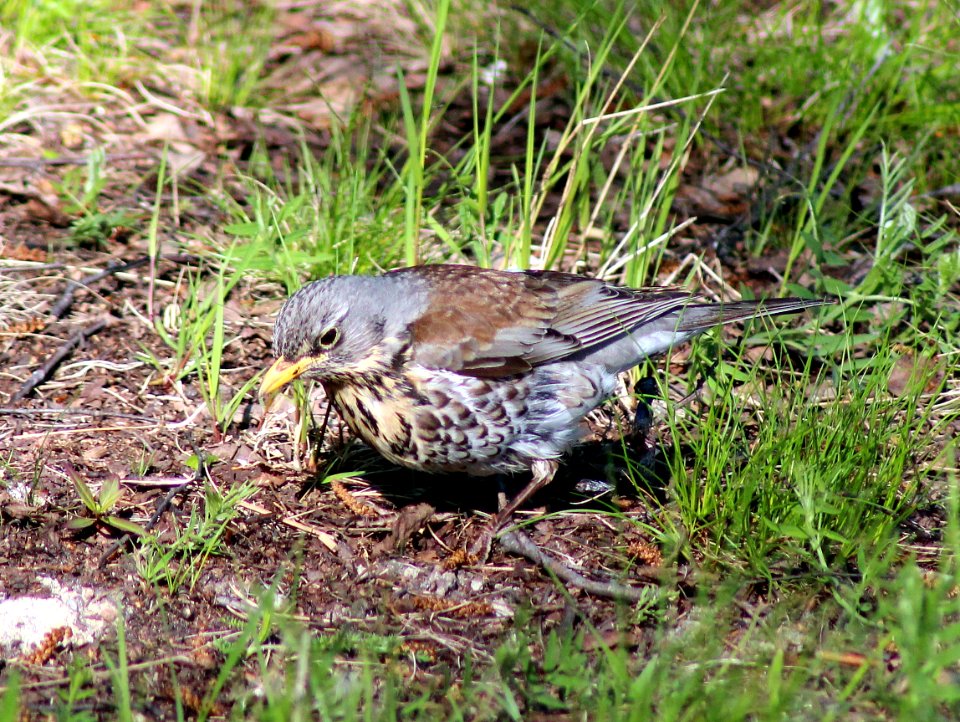 Turdus pilaris Oulu 20120606