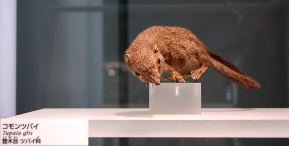 Tupaia glis - National Museum of Nature and Science, Tokyo - DSC07523