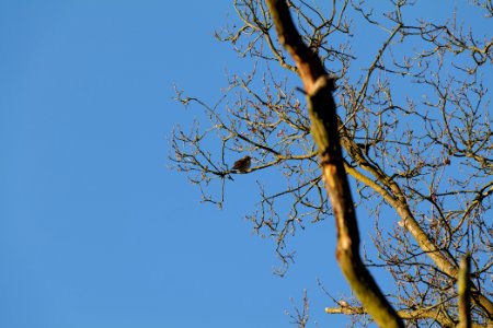 Turdus philomelos Spandauer Forst 2020-04-14 03