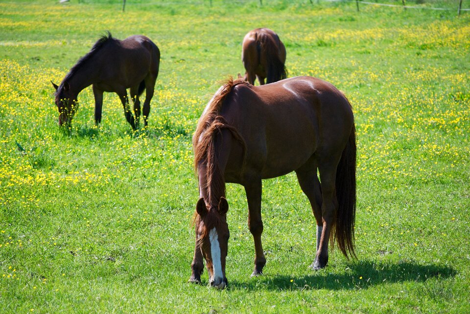 Coupling graze animal
