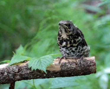 Turdus pilaris Oulu 20140613 03