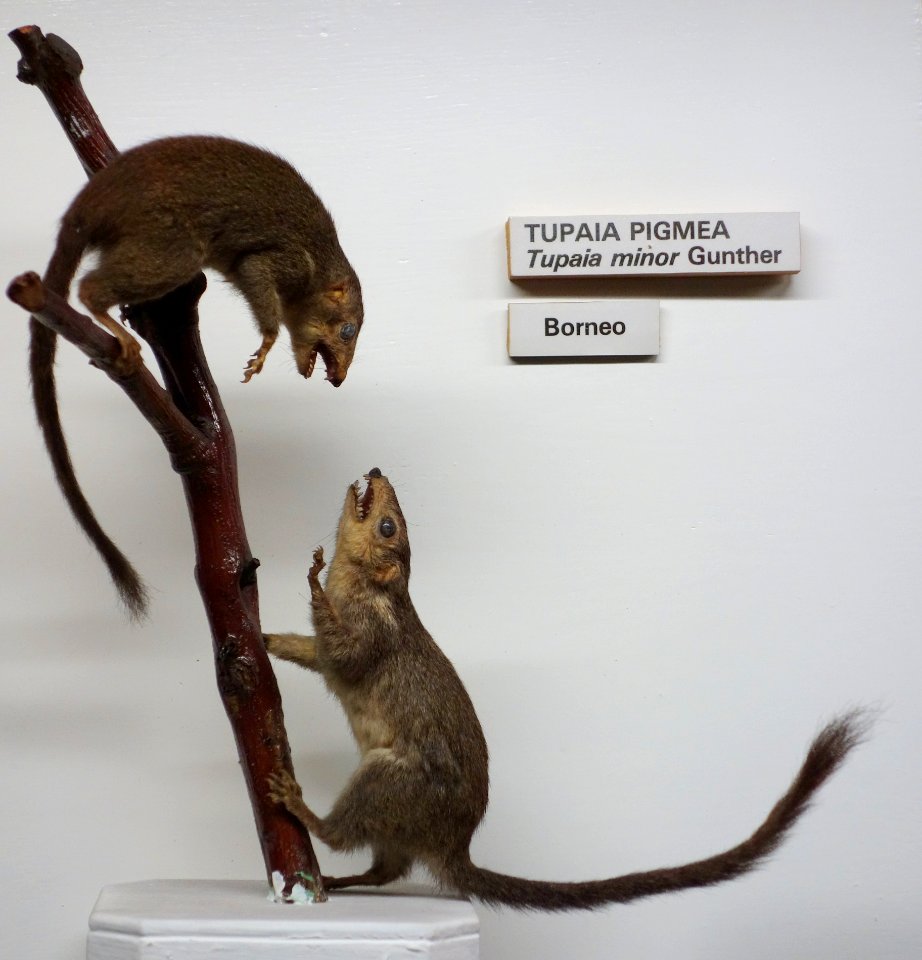 Tupaia minor - Museo Civico di Storia Naturale Giacomo Doria - Genoa, Italy - DSC02511