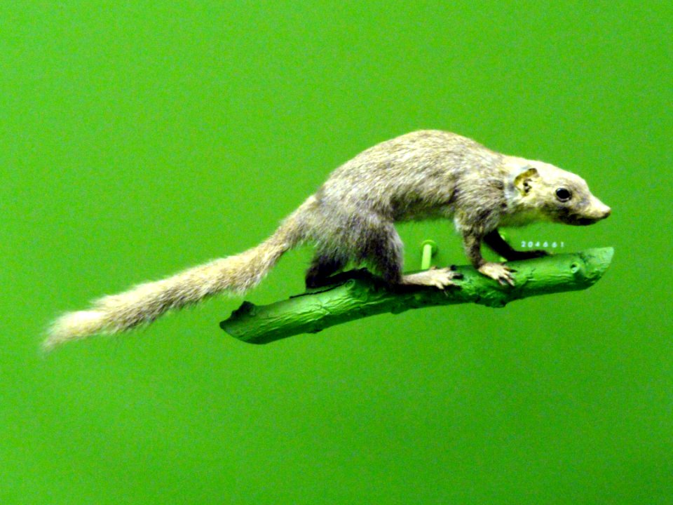 Tupaia javanica - AMNH - DSC06357