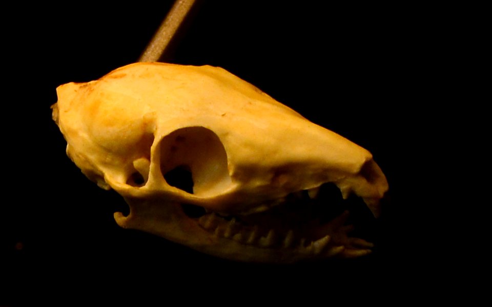 Tupaia belangeri Skull Planckendael 06112015 2