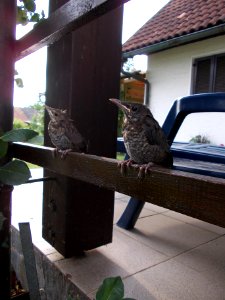 Turdus merula 07 photo