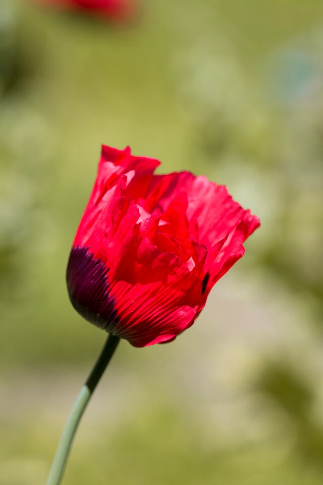 Blossom bloom red flower photo