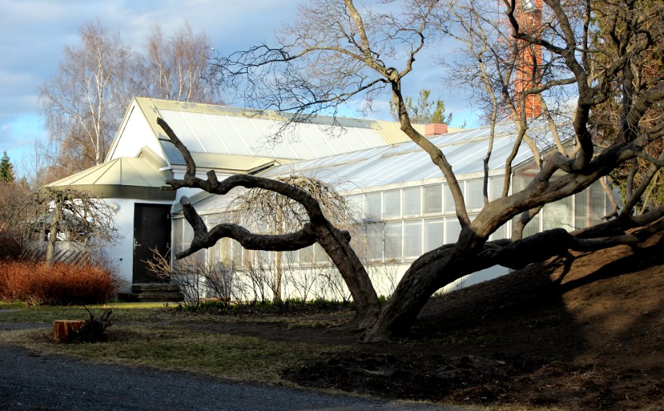 Tuomenkukka Oulu 20130506