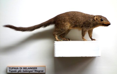 Tupaia belangeri (Tupaia glis belangeri) - Museo Civico di Storia Naturale Giacomo Doria - Genoa, Italy - DSC02506