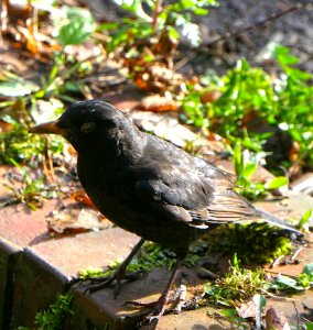 Turdus merula - Amsel, male, with nictitating membrane (2) photo