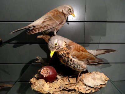 Turdus pilaris - Finnish Museum of Natural History - DSC04607