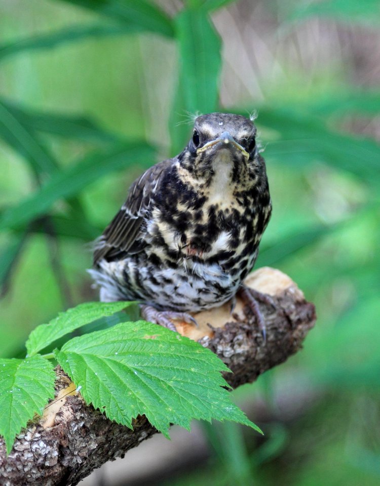 Turdus pilaris Oulu 20140613 01