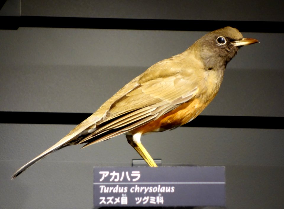 Turdus chrysolaus - National Museum of Nature and Science, Tokyo - DSC06846