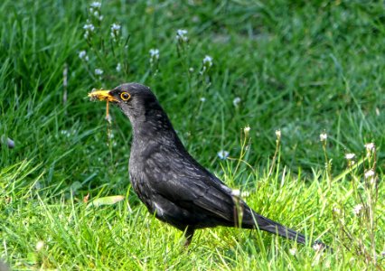 Turdus merula - Amsel ♂ photo