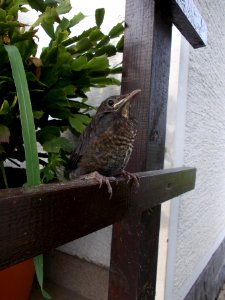 Turdus merula 05 photo