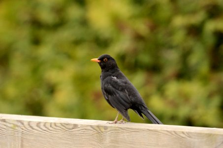 Turdus merula Fence photo