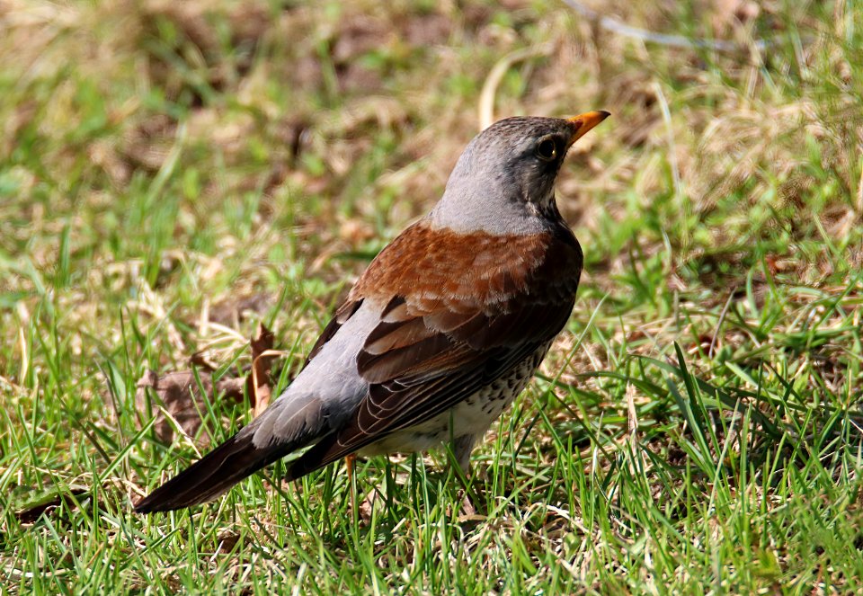 Turdus pilaris Oulu Finland 2016-05-06