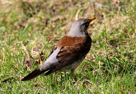 Turdus pilaris Oulu Finland 2016-05-06