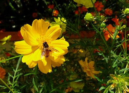 Bee honey-bee honey bee