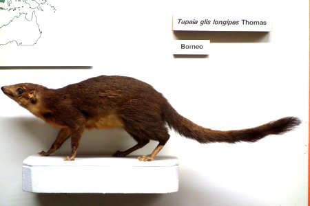 Tupaia longipes (Tupaia glis longipes) - Museo Civico di Storia Naturale Giacomo Doria - Genoa, Italy - DSC02509