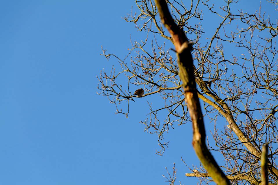 Turdus philomelos Spandauer Forst 2020-04-14 04
