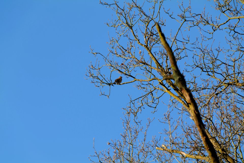 Turdus philomelos Spandauer Forst 2020-04-14 02