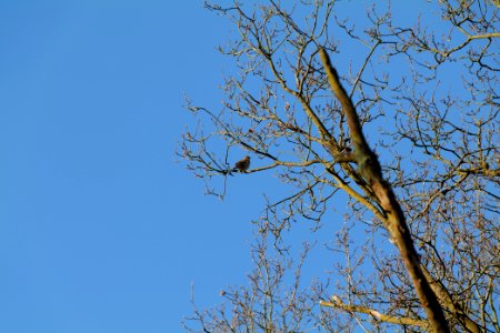 Turdus philomelos Spandauer Forst 2020-04-14 02