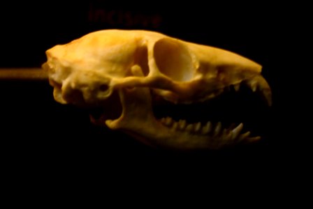 Tupaia belangeri Skull Planckendael 06112015 3