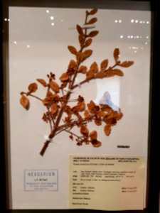 Tupeia antarctica
