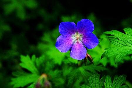 Cranesbill raindrop early summer