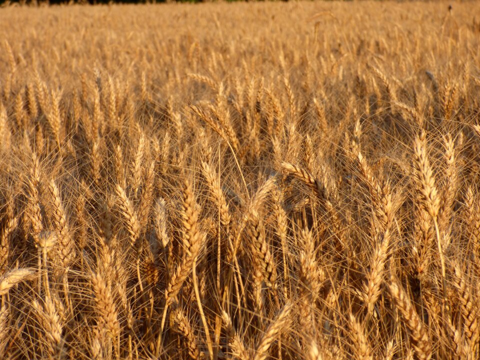 Durum wheat field culture