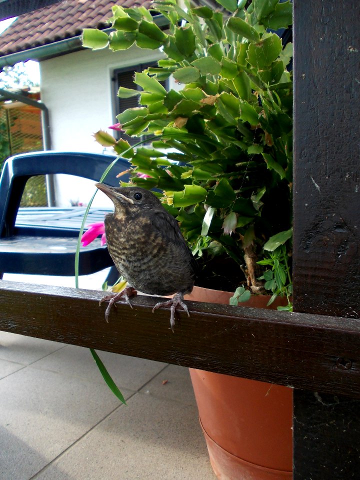 Turdus merula 03