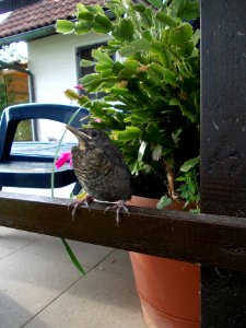 Turdus merula 03 photo