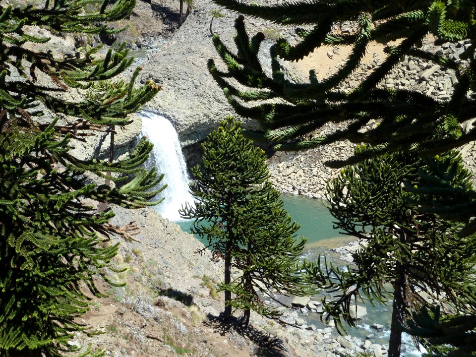 Argentina river trees