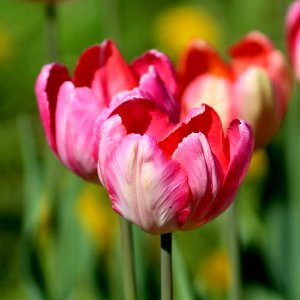 Tulipa 'Apricot Parrot' 2016 15