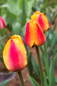 Tulipa 'Apeldoorn's Elite' 2015 02