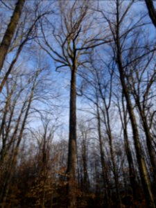 Tulip tree (Liriodendron tulipifera) in Upstate New York early spring 02