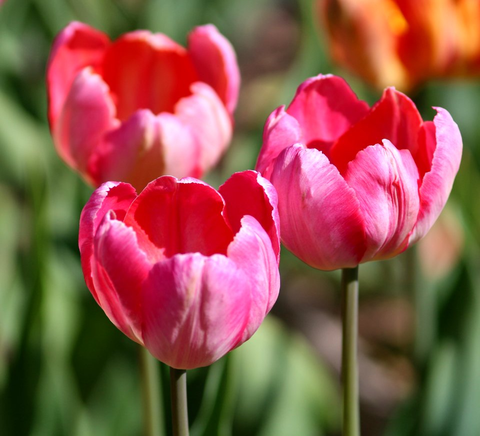 Tulipa 'Apricot Parrot' 2016 16