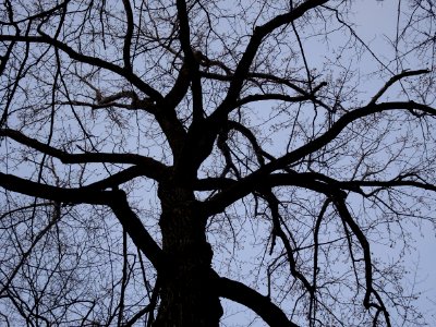 Tulip tree (Liriodendron tulipifera) early spring buds April 1 2018 Upstate New York 01