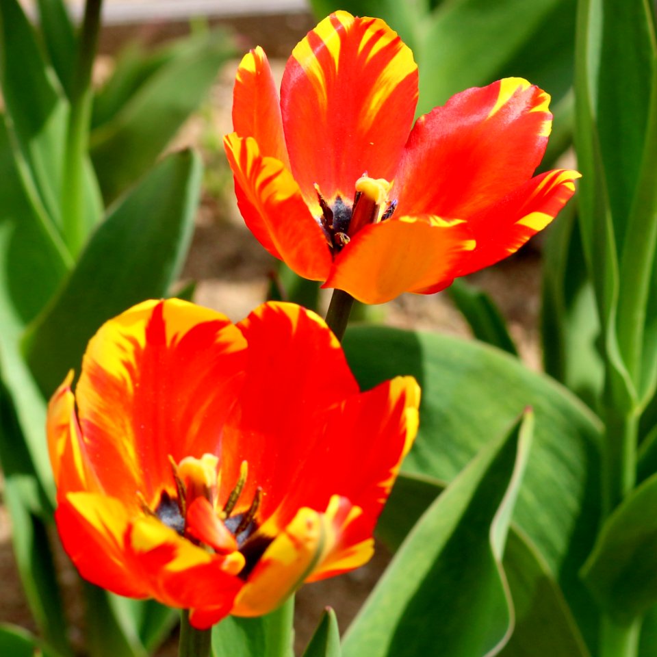 Tulipa 'Banja Luka' 2016 10