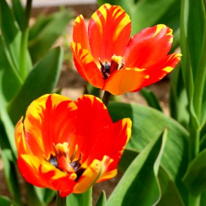 Tulipa 'Banja Luka' 2016 10