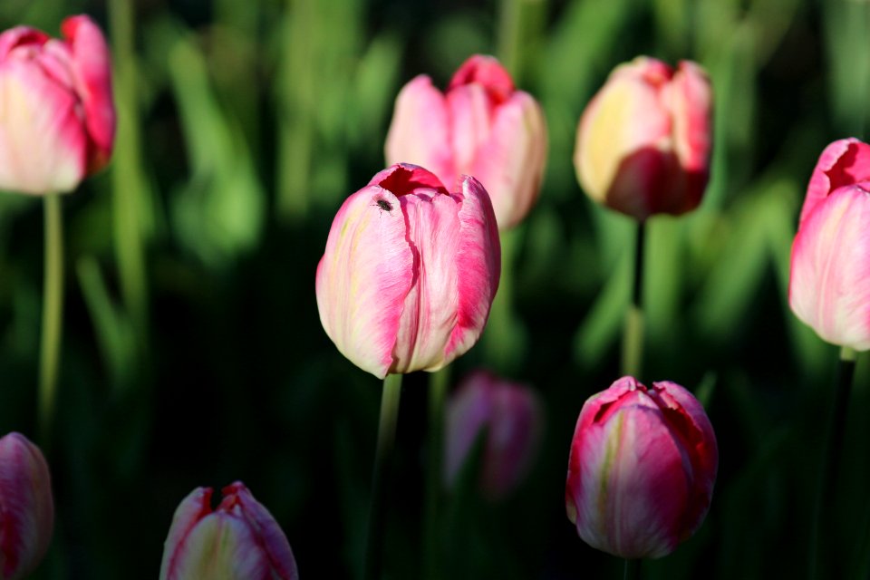 Tulipa 'Apricot Parrot' 2016 09