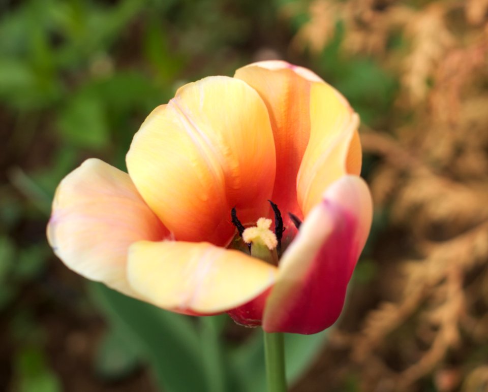 Tulipa 'Apricot Beauty' 2015 04