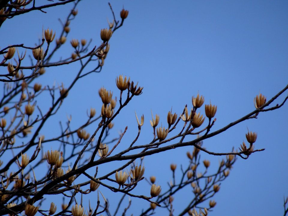 Tulip tree (Liriodendron tulipifera) buds in spring 05