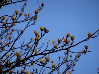 Tulip tree (Liriodendron tulipifera) buds in spring 05