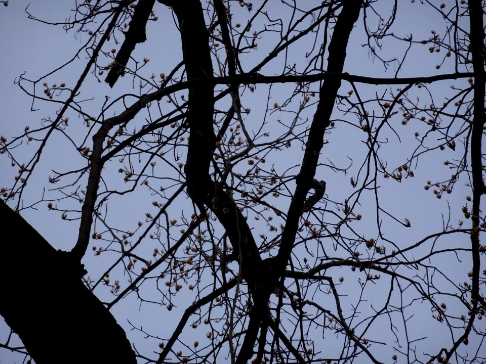 Tulip tree (Liriodendron tulipifera) early spring buds April 1 2018 Upstate New York 02