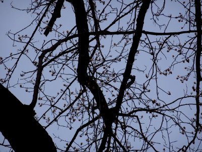 Tulip tree (Liriodendron tulipifera) early spring buds April 1 2018 Upstate New York 02