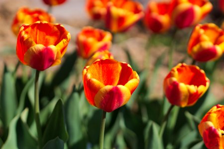 Tulipa 'Apeldoorn Elite' 2017 05